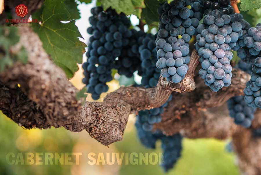 Nho Caberet Sauvignon – giống nho chủ đạo trong phong cách Bordeaux Blend tại Margaux