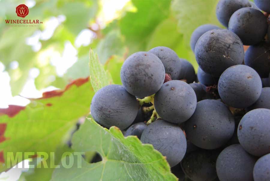 Nho Merlot – một trong những giống nho chính được trồng và làm rượu vang tại Pomerol