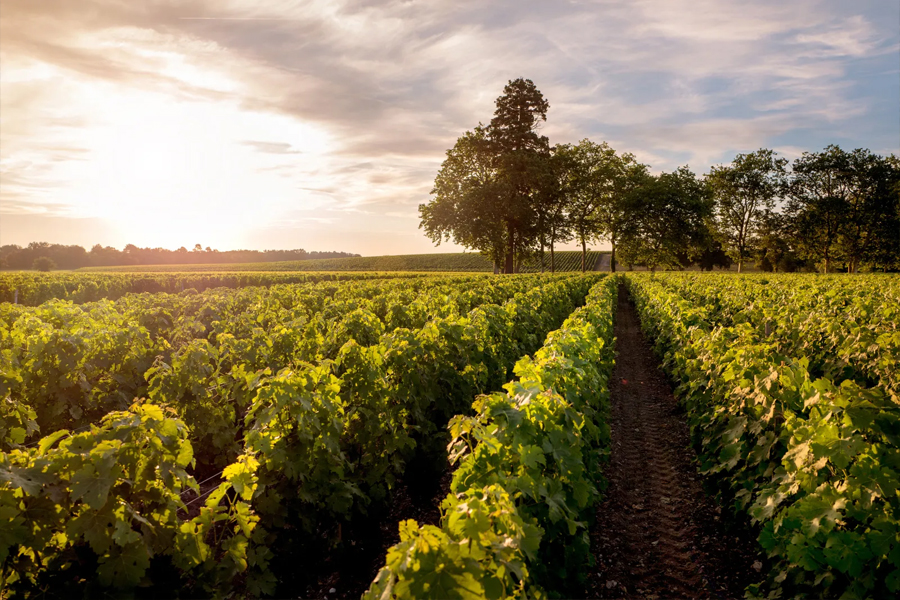 Vườn nho của Château Lagrange nằm ở tiểu vùng Saint Julien, Médoc, Bordeaux. 