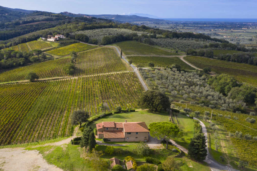 Grattamacco là một trong hai điền trang có lịch sử lâu đời nhất khu vực Bolgheri, Tuscany 