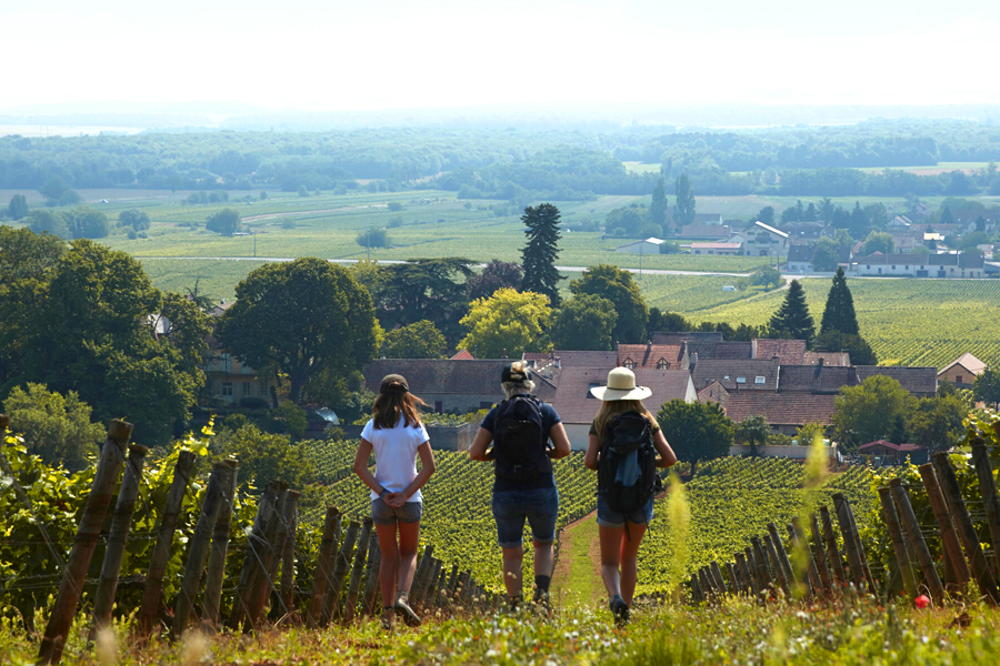 Vườn Nho Gevrey-Chambertin Bourgogne – Nơi Trồng Giống Nho Pinot Noir Biểu Tượng của rượu vang Pháp
