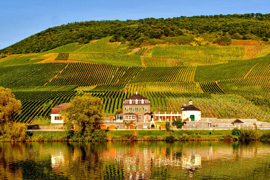 Vườn nho đá phiến đỏ độc đáo vùng Mosel, Đức