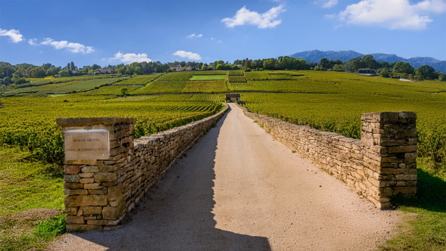 Toàn cảnh khu vườn Vigne de l’Enfant Jésus - Trái Tim Của Vùng Beaune Les Grèves