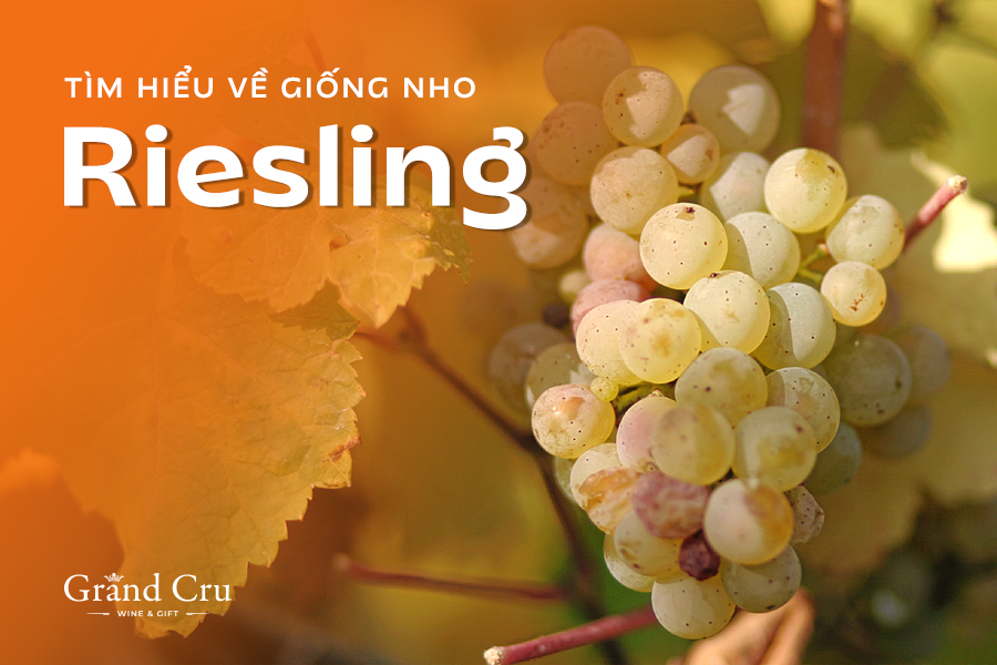 Ý nghĩa ngày Quốc tế nho Riesling