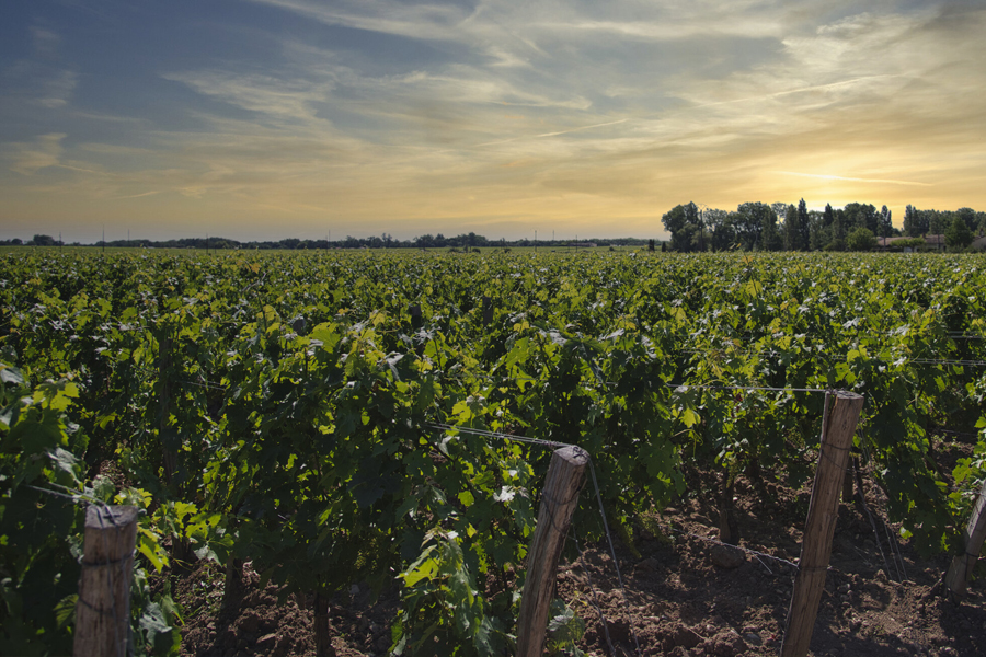 Château Dauzac sở hữu những vườn nho mang thổ nhưỡng đặc sắc nhất Margaux, Pháp