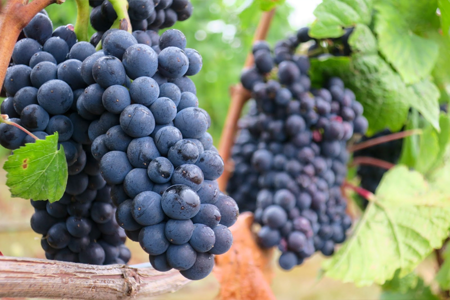 Những trái nho Merlot & Cabernet Sauvignon chín mọng làm nên chất lượng hảo hạng của rượu vang đỏ Pháp Bacchus De Dauzac