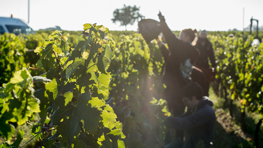 Kết hợp hài hòa giữa hai giống nho chủ đạo Cabernet Franc và Merlot