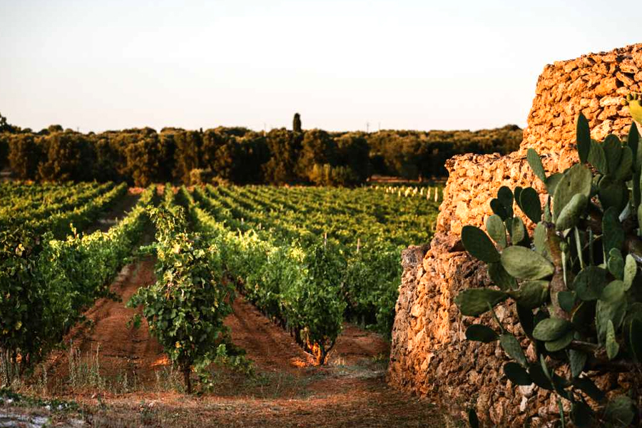 Vườn nho Salento – Nơi sản sinh hương vị Collezione Cinquanta Vino Rosso d’Italia