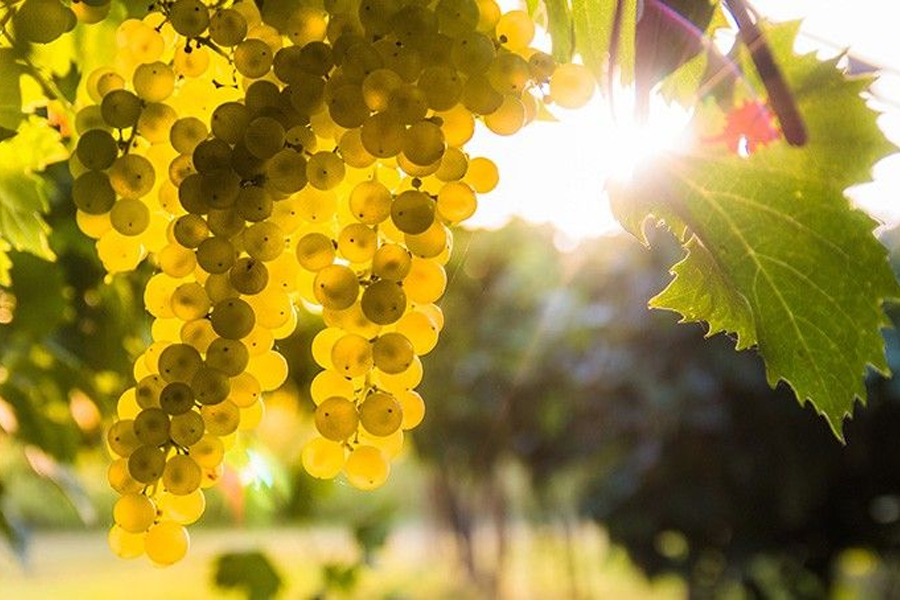 Vùng Mâconnais - Cái nôi của các dòng rượu vang trắng tươi sáng đầy lôi cuốn từ nho Chardonnay