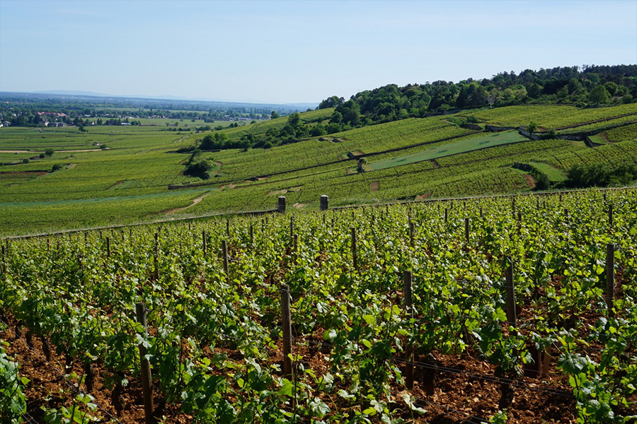 Vườn nho Clos De L'écu