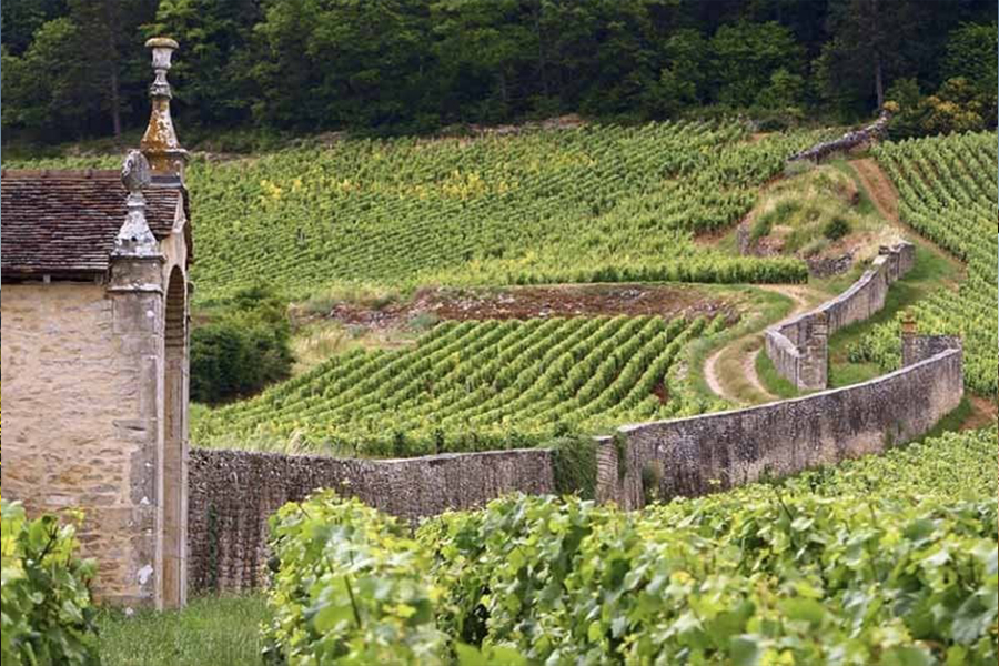 Vườn nho Charmes-Chambertin