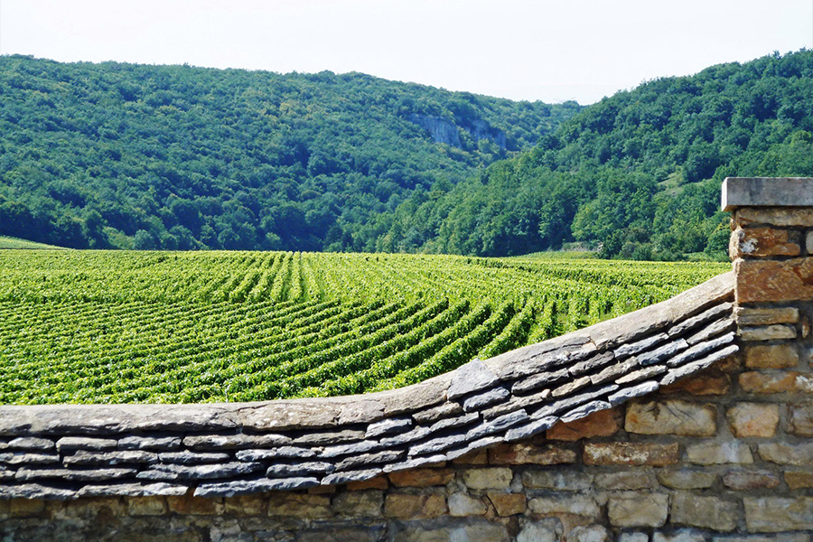 Clos de Vougeot - Biểu tượng vĩ đại của vùng rượu Bourgogne