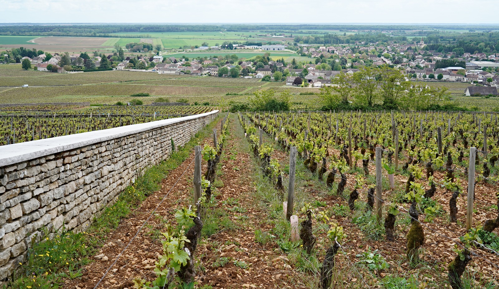 Vườn nho Clos des Cortons Faiveley
