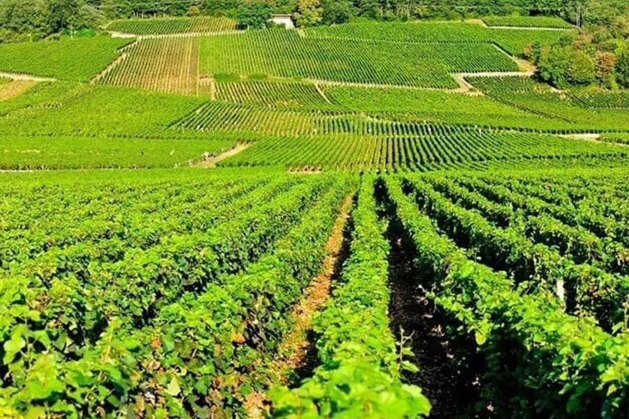 Vườn nho Echezeaux En Orveaux Grand Cru