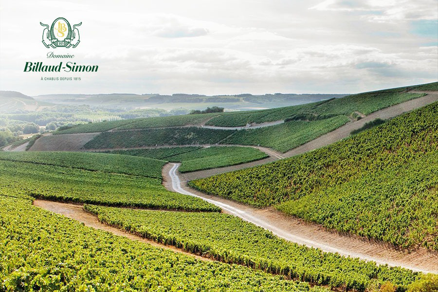 Domaine Billaud-Simon - Biểu tượng danh giá của vùng Bourgogne, Pháp