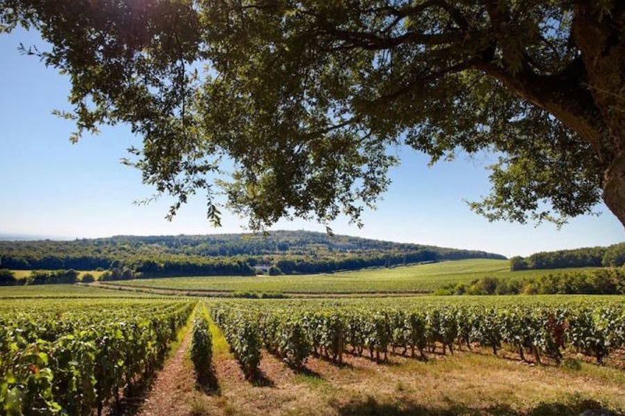 Domaine Faiveley là điền trang rượu vang với 200 năm lịch sử tại Bourgogne