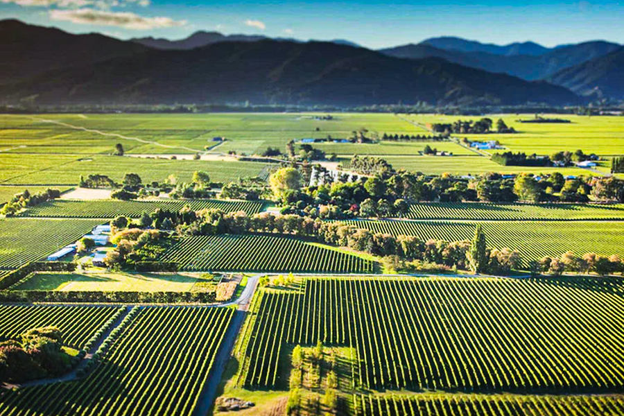 Marlborough - Nơi tạo nên những chai vang từ giống nho Sauvignon Blanc đầy ấn tượng