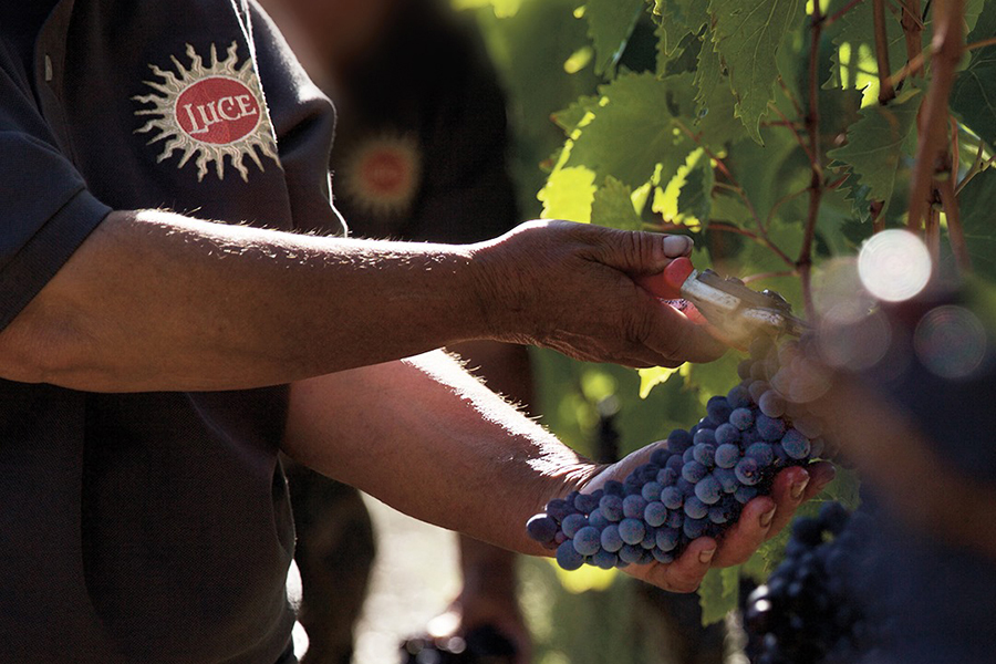 Sangiovese - Giống nho chủ lực tạo nên hương vị độc đáo của rượu vang Ý vùng Tuscany