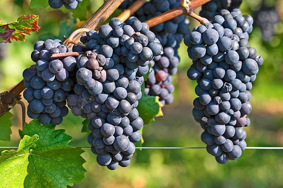 Chùm nho Pinot chín mọng