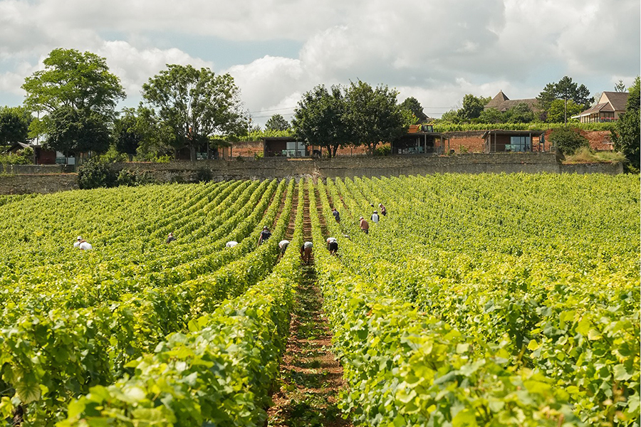 Vincent Girardin sở hữu những vườn nho mang thổ nhưỡng quý giá nhất tại Côte de Beaune